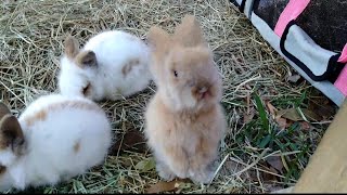 How I Sold My First Litter of Bunnies | Nearly Free Hutch Build