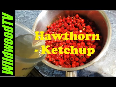 Easy Hawthorn Ketchup 🍃 #forage&cook #hawthorn #ketchup