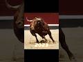 2023 Bull Vs 5000 Bce Bull Shorts Viral