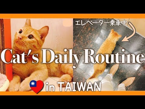 【台湾】エレベーターに毎日乗る猫のルーティーンが可愛い過ぎる*English subtitled