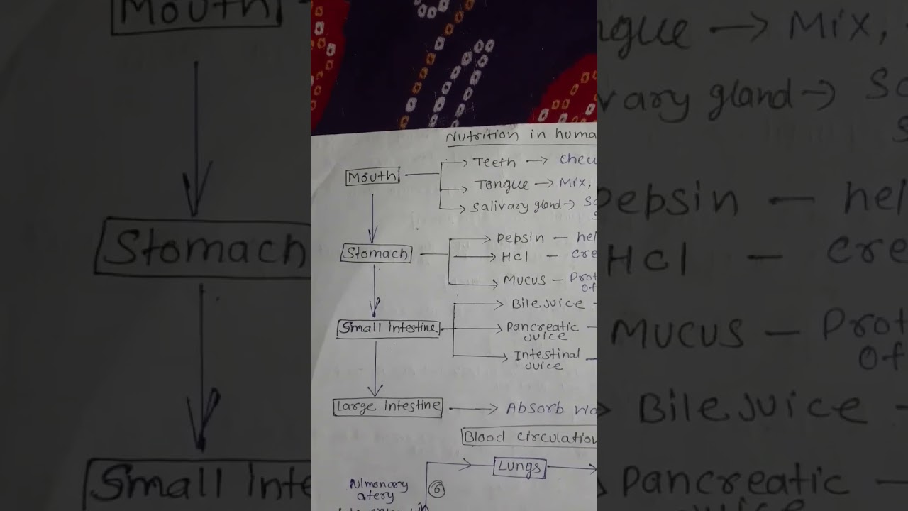 nutrition in human being mind map of class 10 life process #mindmaps