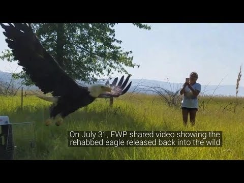 Eagle takes flight after rehabilitation
