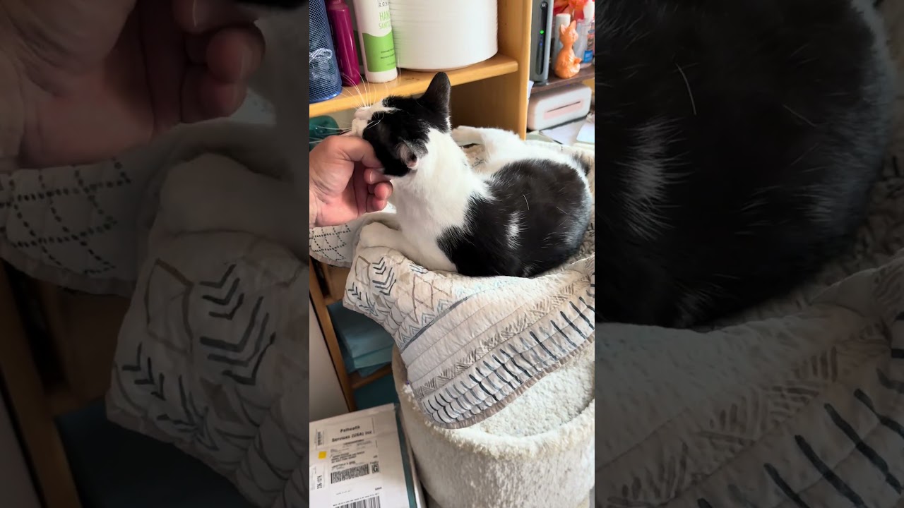 Viola, a Adoptable mixed breed in Libertyville, IL video 6/6