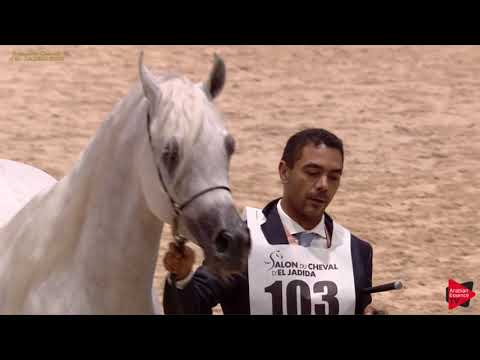 N 103 ANGELO DES AUBUS   Salon du Cheval d'El Jadida class A show   2 Years Old Colts Class 7