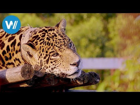 Argentina - The Jaguar is back (360° - GEO Reportage)