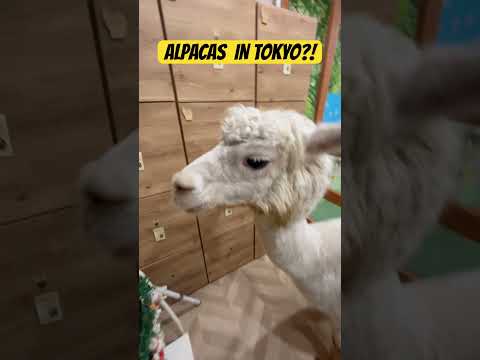 Come and get some animal therapy while u are in Tokyo! Fun for the whole family! #pettingzoo