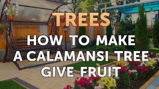 How to Make a Calamansi Tree Give Fruit
