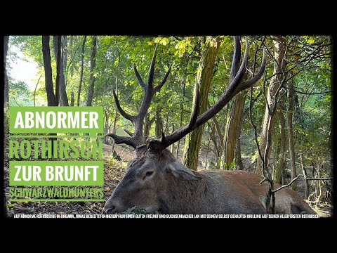 Abnormer Rothirsch zur Brunft | Ungarn im Land der Hirsche | der Drilling | Schwarzwaldhunters