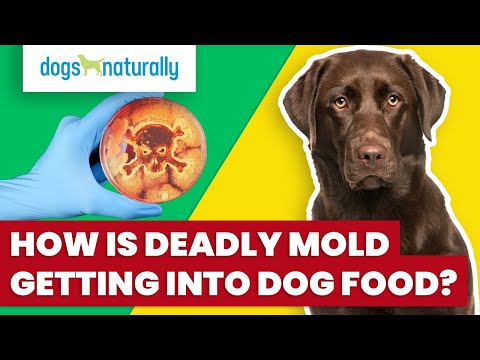 How Is Deadly Mold Getting Into Dog Food?