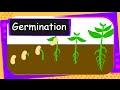 Science - Germination Of Seed - English