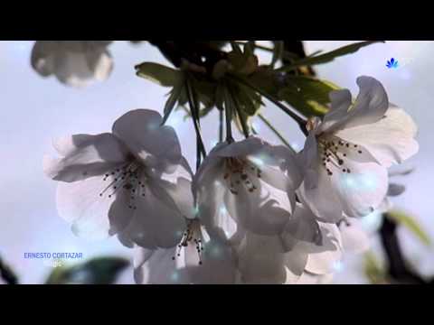 ♡ ERNESTO CORTAZAR - Magic