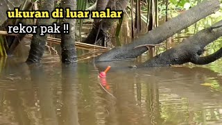 Download lagu Wow!! The record for the biggest cursed gourami fish caught while fishing in the Patin River mp3 Download lagu Wow!! The record for the biggest cursed gourami fish caught while fishing in the Patin River mp3