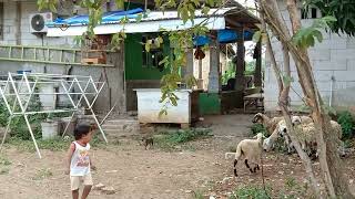 Download lagu Adu domba #bermainsambilbelajar #tamanbermainanak #baby #karawanghits mp3 Download lagu Adu domba #bermainsambilbelajar #tamanbermainanak #baby #karawanghits mp3