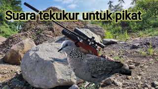 Download lagu SUARA TEKUKUR  PIKAT BERSIH DURASI PANJANG COCOK UNTUK BERBURU mp3