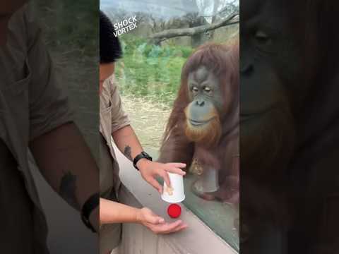 AMAZING MAGIC TRICK! Orangutan LAUGHS Hysterically When Ball Disappears from Cup! 🤣 #OrangutanMagic