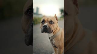Photographer meets a hungry Bulldog 🐕
