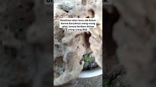 Download lagu STORY WA #katakatabijakalibinabuthalib  #shorts @NJHIJAU06 mp3