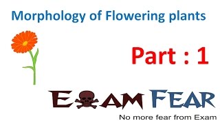 Biology Morphology of Flowering Plants part 1 (Introduction) CBSE class 11 XI