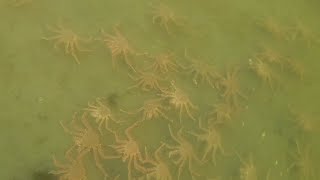 Рыбалка краба на рыбачьем с берега