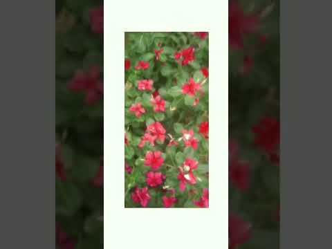 my little garden | Gardening Vegetables| Flowers