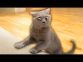 Les vidéos de chats les plus drôles de tous les temps