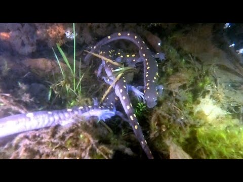 Midnight snorkelers capture incredible salamander migration