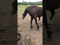 Case Study - Now Treated! Horse Seizure | Equine Epilepsy | Neurological Episodes | Convulsions | UK
