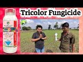 Tricolor Fungicide || Fungicide Tricolor || Best agro life Fungicide || #fungicides