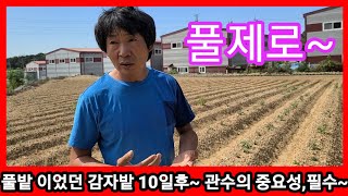10일전 풀밭이었던 가을 홍감자밭 지금은? 관수의 중용성,필수~ 귀농귀촌 전원일기 주말농장,텃밭 노란감자 빨…