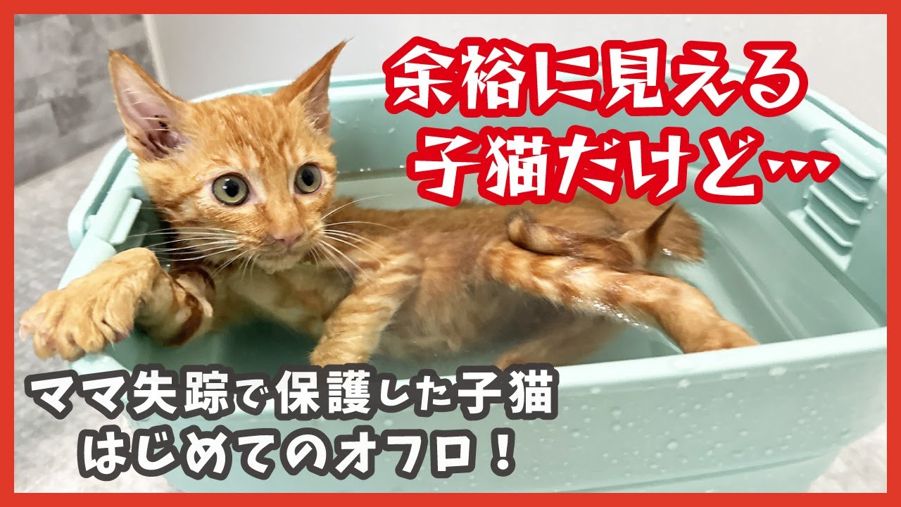 保護した子猫のはじめてお風呂は元気いっぱい！可愛く変身🛁✨
