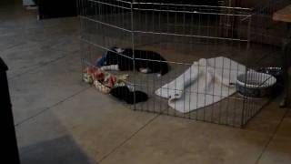 archie fly home in the morning