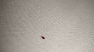 Bed bug crawling across my hostel dorm room bed in Meteora (Greece)