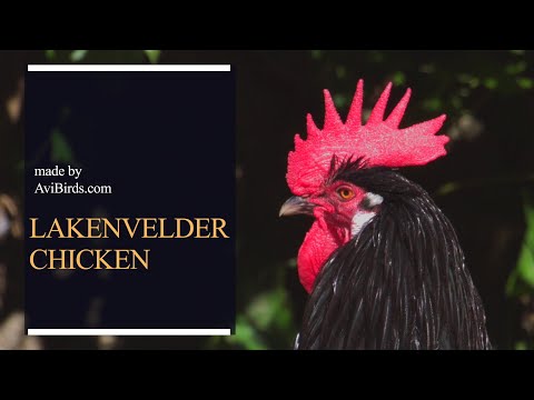 , title : 'Lakenvelder Chicken / Lakenfelder'