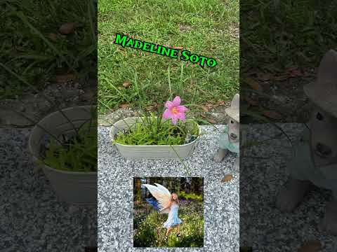 Madeline Soto Flower Bloomed again ! #maddie #florida not forgotten!
