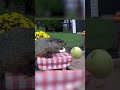 Proof That Groundhogs Might Be The Funniest Animals Ever | The Dodo
