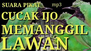 Download lagu suara PIKAT CUCAK IJO memanggil lawan | langsung nyaut | NGETROK GETAR | KONSLET mp3