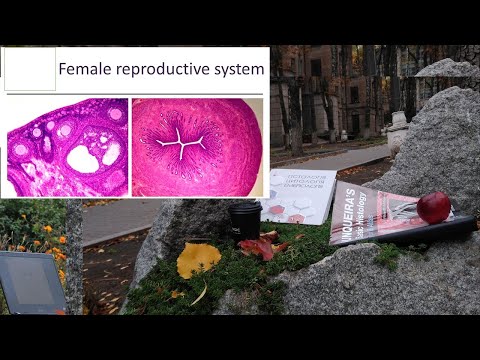 27. Female reproductive system (Histology lecture)
