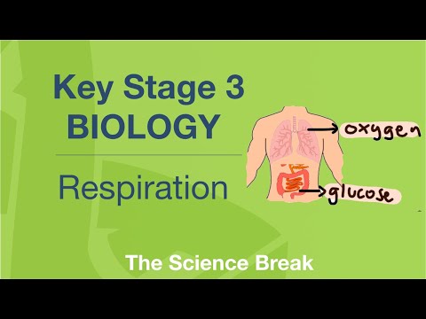 Key Stage 3 Science (Biology) - Respiration