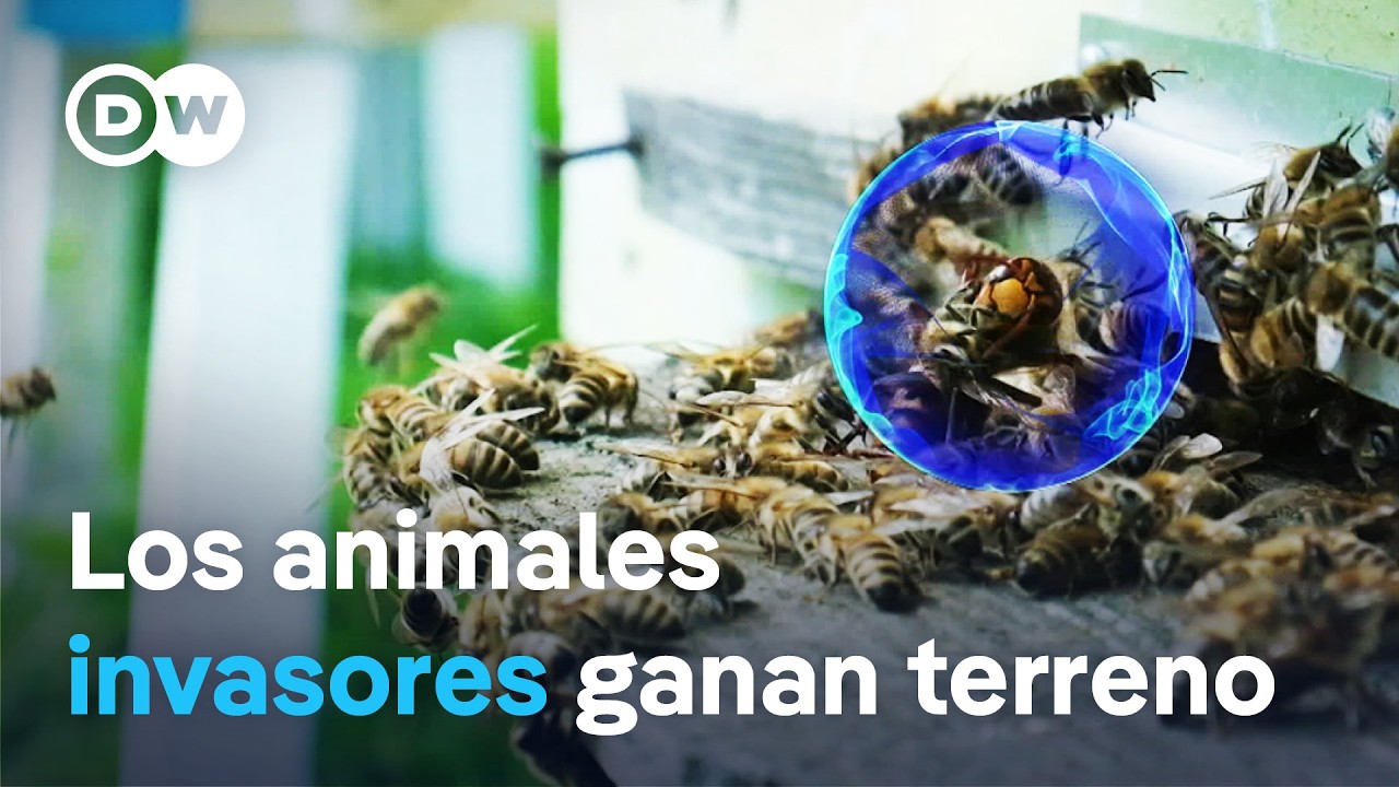 Intrusos no deseados: la lucha contra las especies introducidas | DW Documental