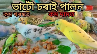 Download lagu ভাটৌ চৰাই পালন | Parrot farming in Assam | Budgerigar bird farming | Budgerigar Pakhi palan mp3