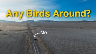 A Full Day of Birding In Northern Utah
