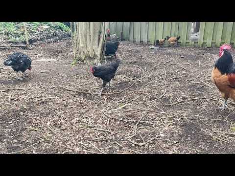 Hühner im Garten -  Zum entspannen