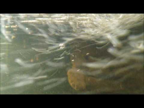 Terrarium Adaggio, Astroguillo & Capella Istropolitana