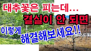 대추꽃은 피는데... 결실이 잘 안되면 이런 원인 살펴보세요.(대추나무 가꾸기, 대추나무 재배, 대추 결실 …
