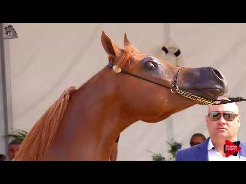 N.94 MONCINO DD - Menton 2018 - Yearling Colts (Class 6A)