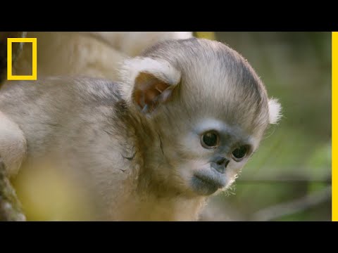Un bébé singe explore sa forêt natale