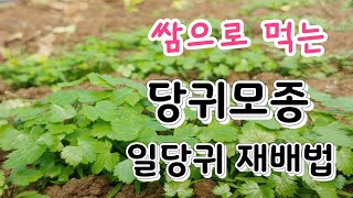당귀모종  만드는법, 당귀 발아율 높이는법 당귀재배 당귀효능