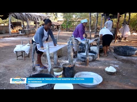Vida no Campo: Agricultores da tanque do Piauí mantem viva cultura da farinhada 24 08 2023
