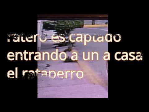 RATERO ES CAPTADO ENTRANDO A UNA CASA  A PLENA LUZ DEL DIA (EL RATAPERRO)