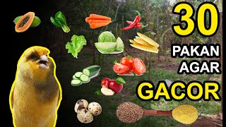 Download lagu 30 Foods for Canaries to Make Them Sing and Roll mp3 Download lagu 30 Foods for Canaries to Make Them Sing and Roll mp3